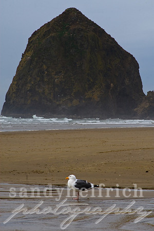 Haystack Rock - Cannon Beach, OR