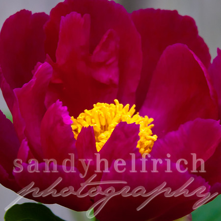 Fuschia in Bloom
