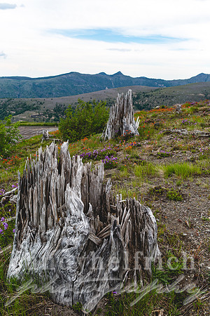 Mt. St. Helens - a new beginning