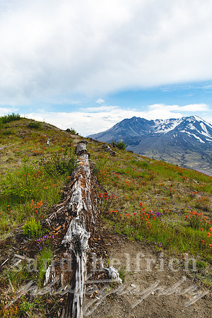 Mt. St. Helens