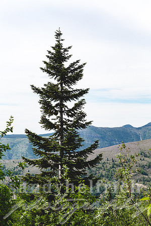 Mt. St. Helens