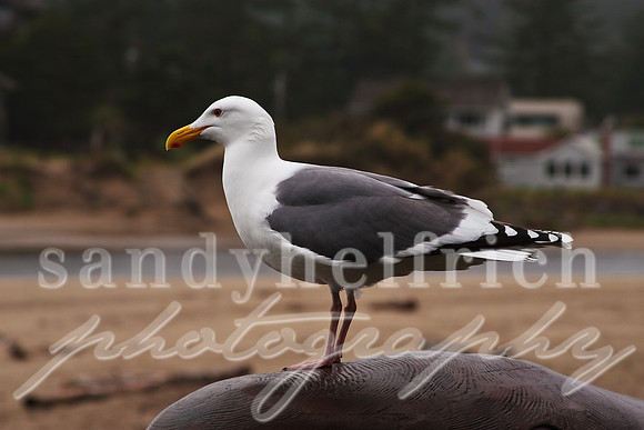 Cannon Beach, OR